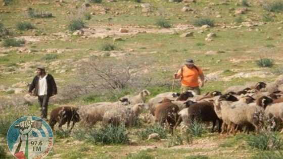 مستعمرون يرعون أغنامهم في أراضي المواطنين بمسافر يطا